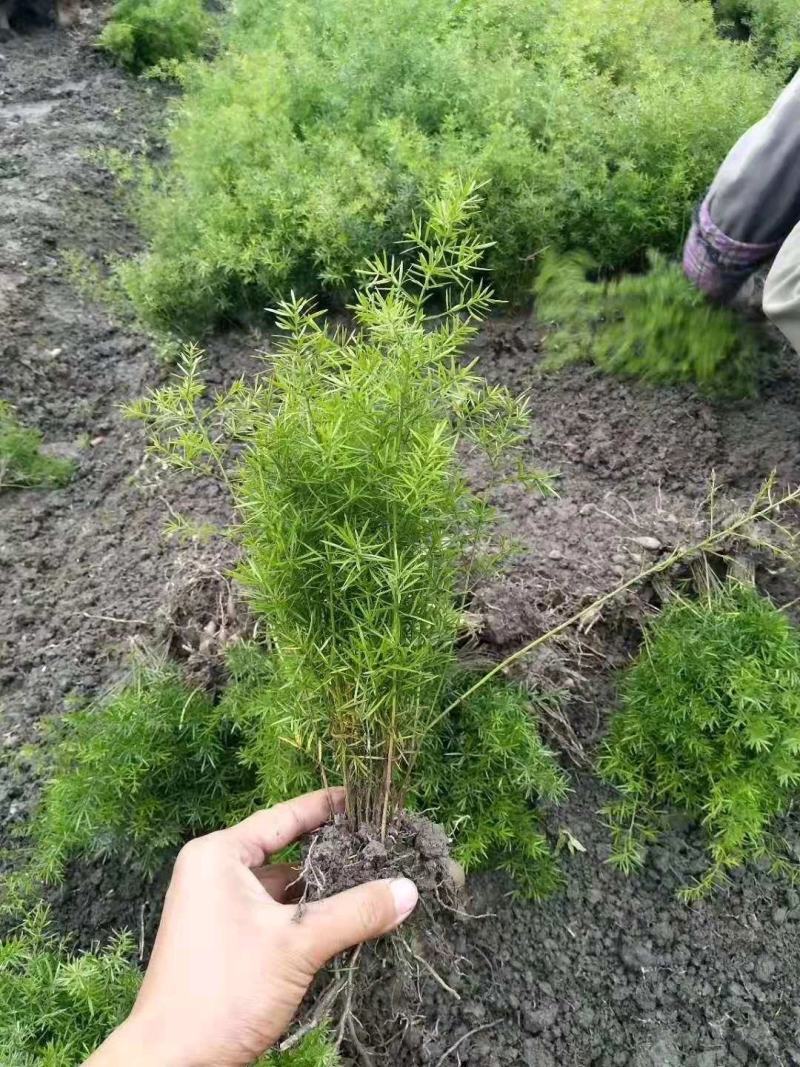 基地直供天门冬狐尾天门冬精品天门冬