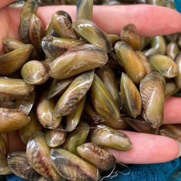 广东潮州饶平大澳薄壳海瓜子1111