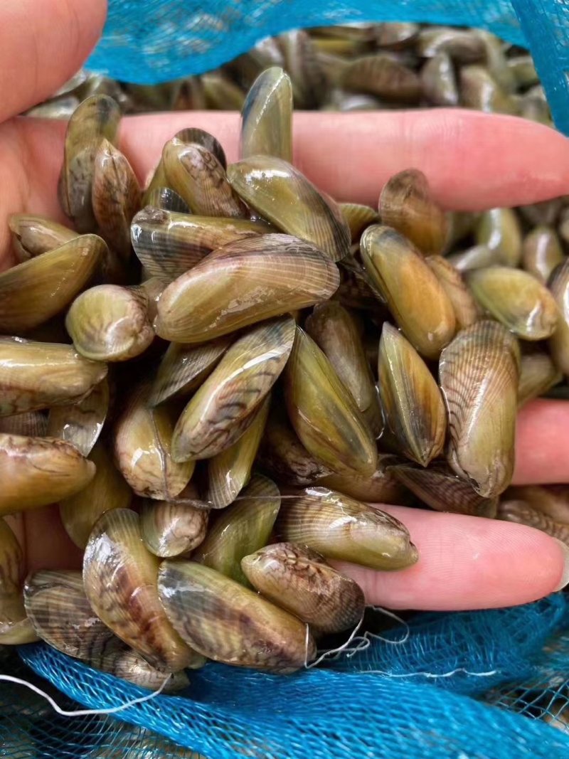 广东潮州饶平大澳薄壳海瓜子1111