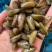 广东潮州饶平大澳薄壳海瓜子1111