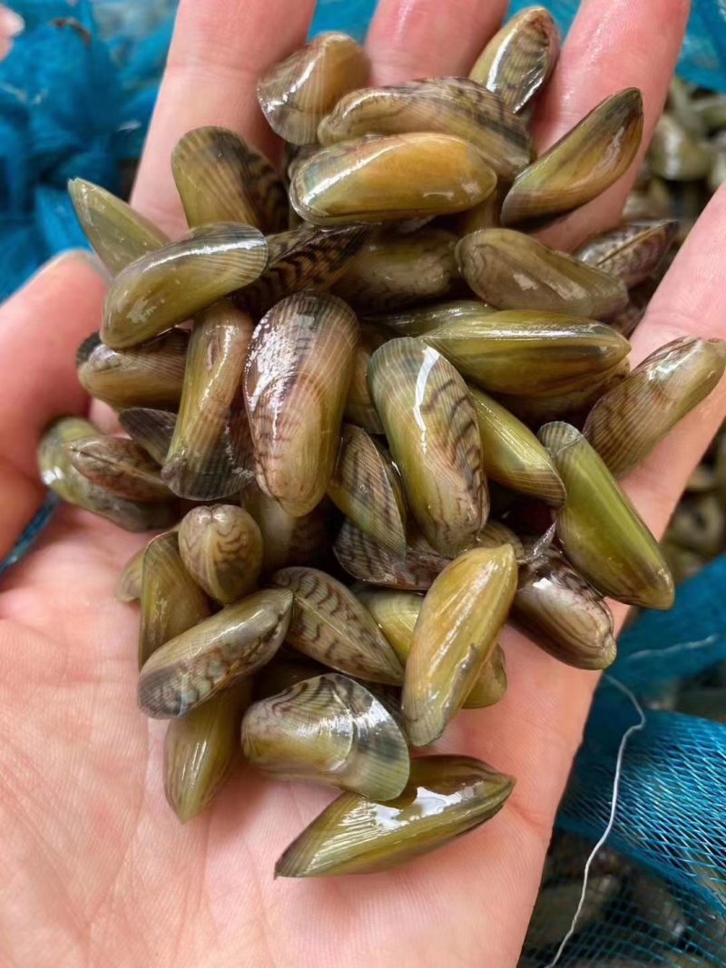 广东潮州饶平大澳薄壳海瓜子1111