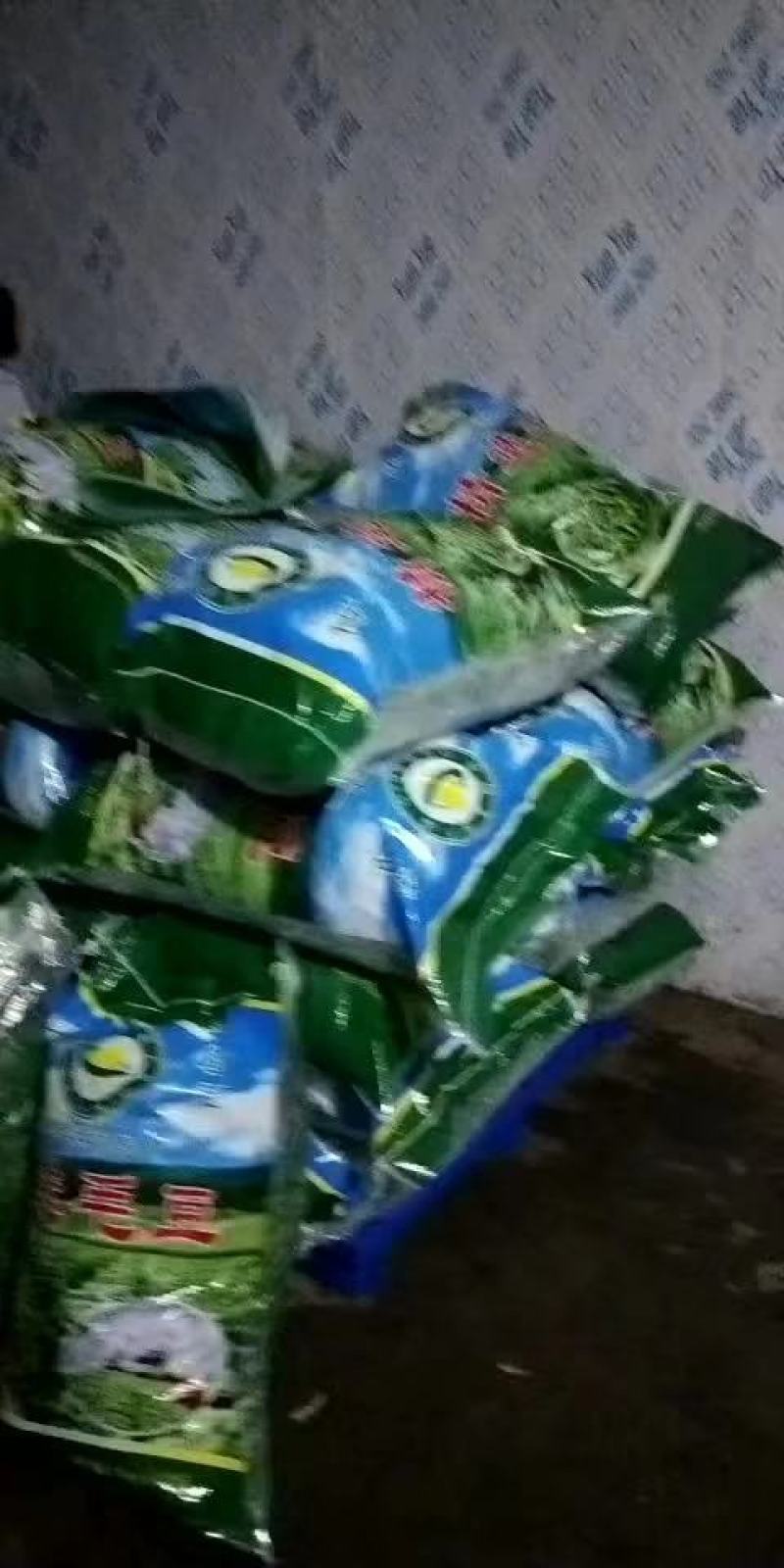 精品翠绿宝毛豆/价格便宜/质量杠杠/产地直销