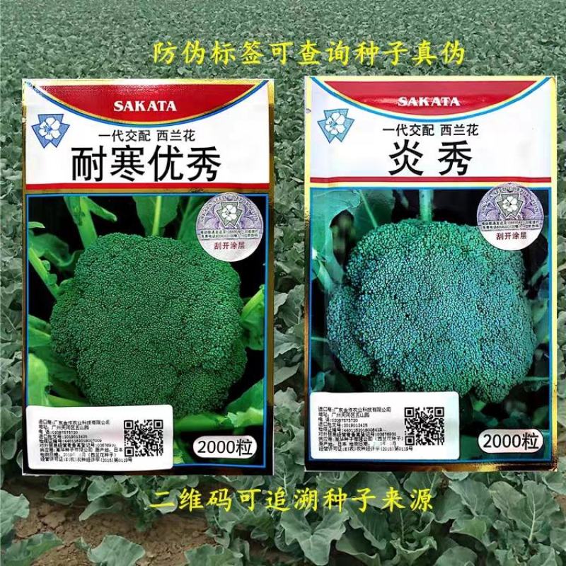 青花菜种子耐寒炎秀西蓝花种子抗性好产量高品质好