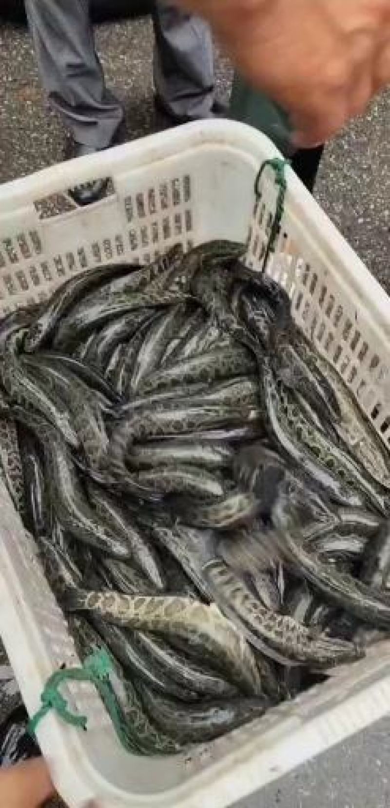 黑鱼苗。尖嘴小肚。体形长，规格大小一致。包送塘口成活率，