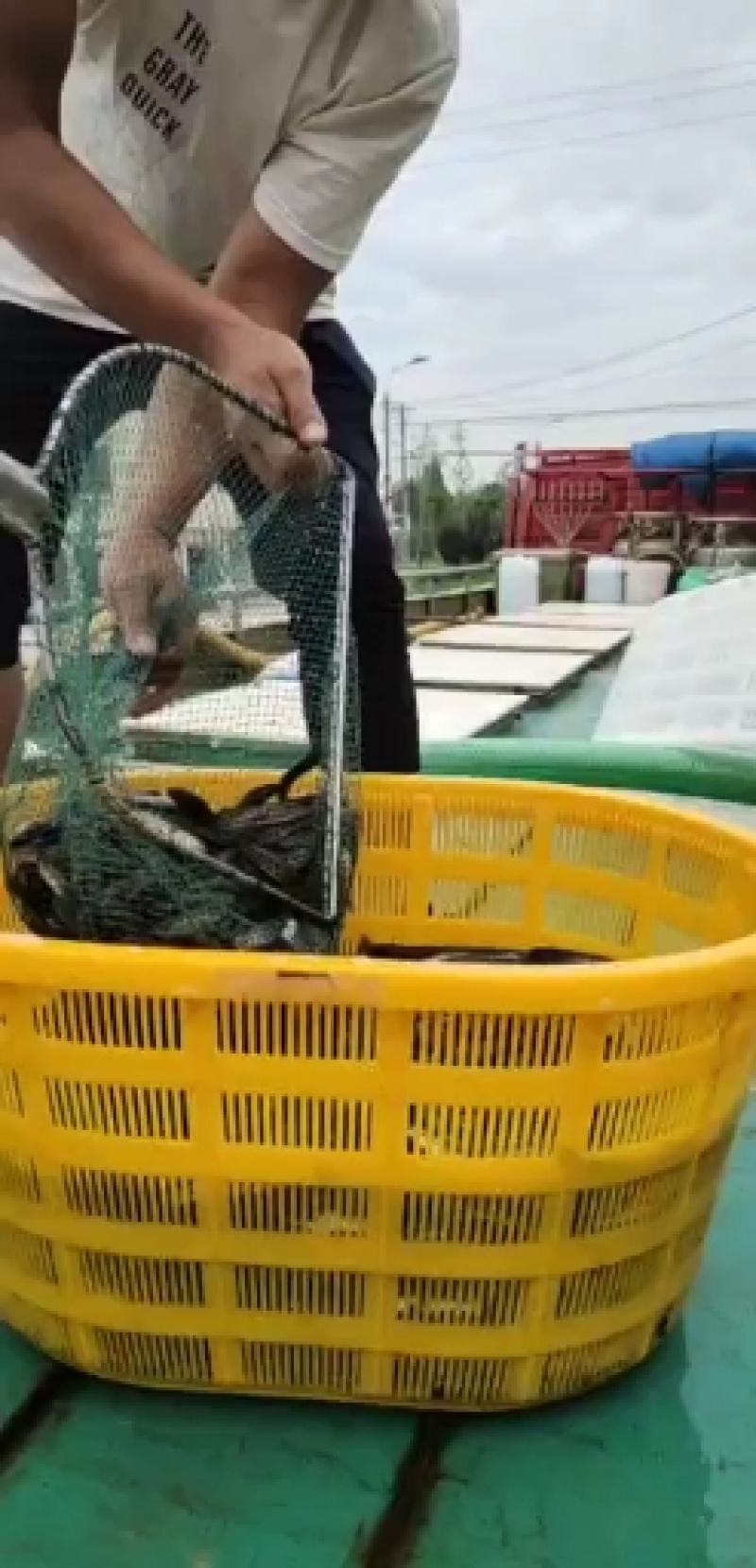 黑鱼苗。尖嘴小肚。体形长，规格大小一致。包送塘口成活率，