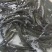 黑鱼苗。尖嘴小肚。体形长，规格大小一致。包送塘口成活率，