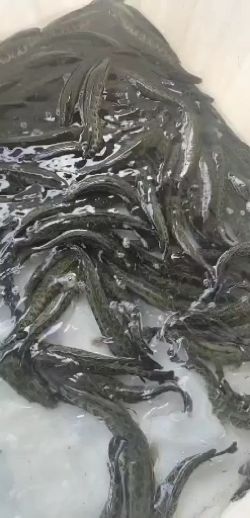 黑鱼苗。尖嘴小肚。体形长，规格大小一致。包送塘口成活率，