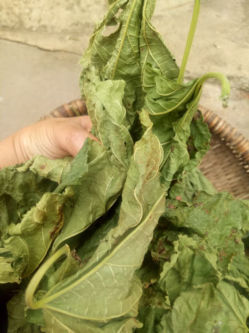霜桑叶桑叶粉干桑叶粉泡水喝非止汗超细食用非野生霜桑叶粉中