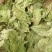 霜桑叶桑叶粉干桑叶粉泡水喝非止汗超细食用非野生霜桑叶粉中