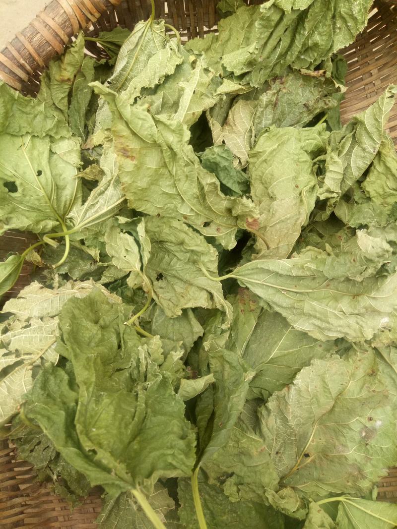 霜桑叶桑叶粉干桑叶粉泡水喝非止汗超细食用非野生霜桑叶粉中