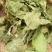 霜桑叶桑叶粉干桑叶粉泡水喝非止汗超细食用非野生霜桑叶粉中