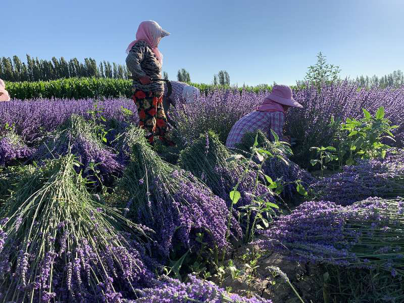 新疆伊犁薰衣草花穗30克