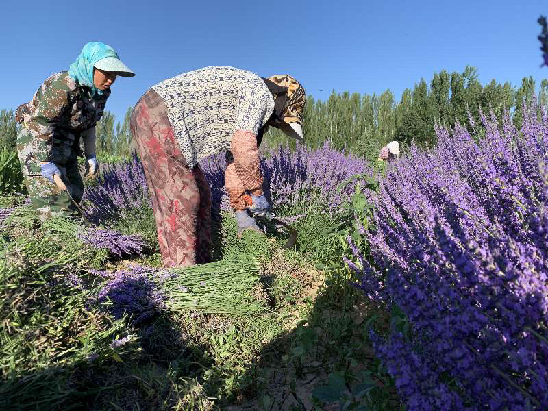 新疆伊犁薰衣草花穗30克