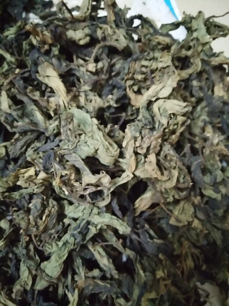 正宗马来西亚南非叶树苗干叶茶将军叶，自然晒干