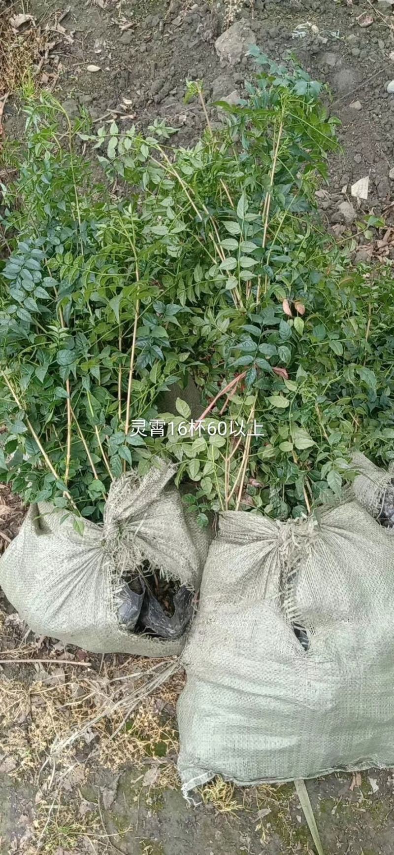 批发凌霄花，杯苗凌霄花，杯型多，规格多，成都货源