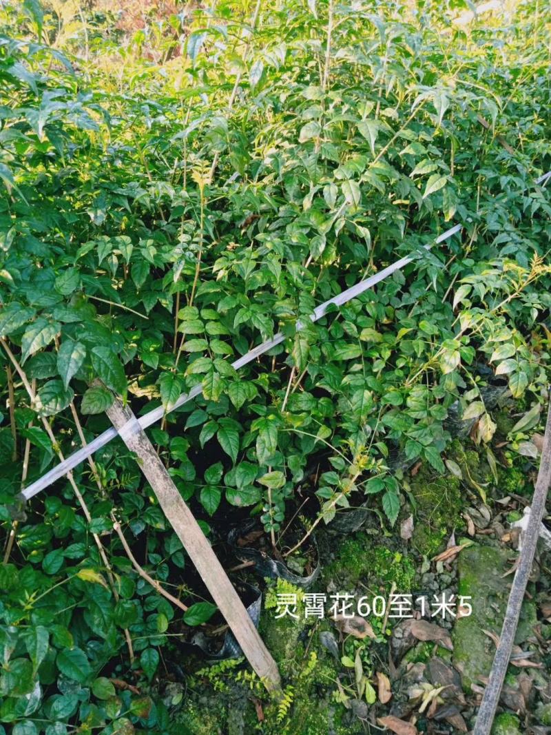 批发凌霄花，杯苗凌霄花，杯型多，规格多，成都货源