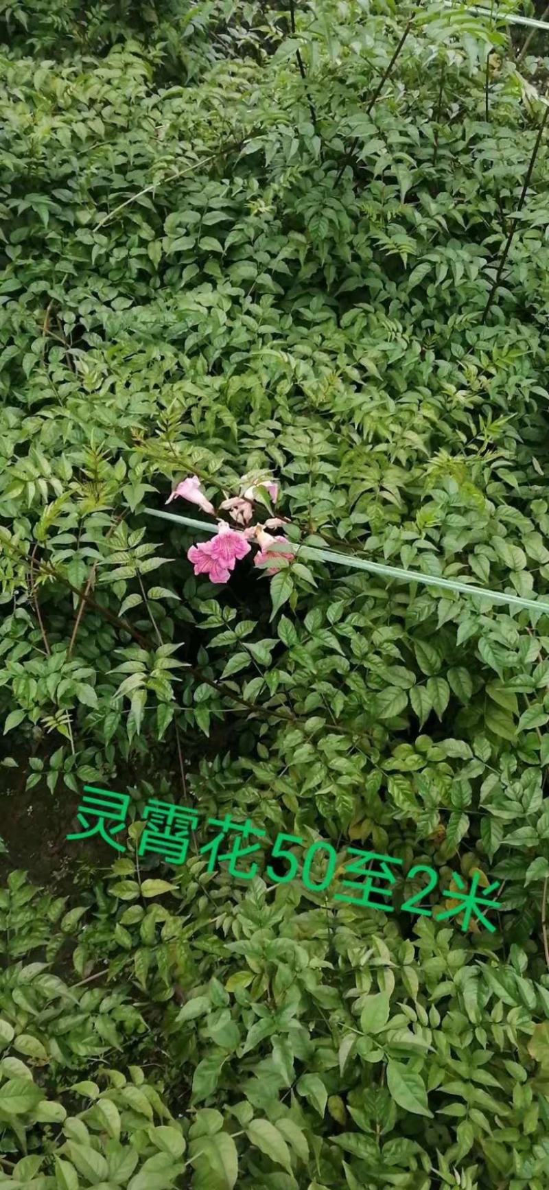 批发凌霄花，杯苗凌霄花，杯型多，规格多，成都货源