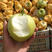 产地青黄冠梨大量上市，货源充足，果型端正口感脆甜全国代发