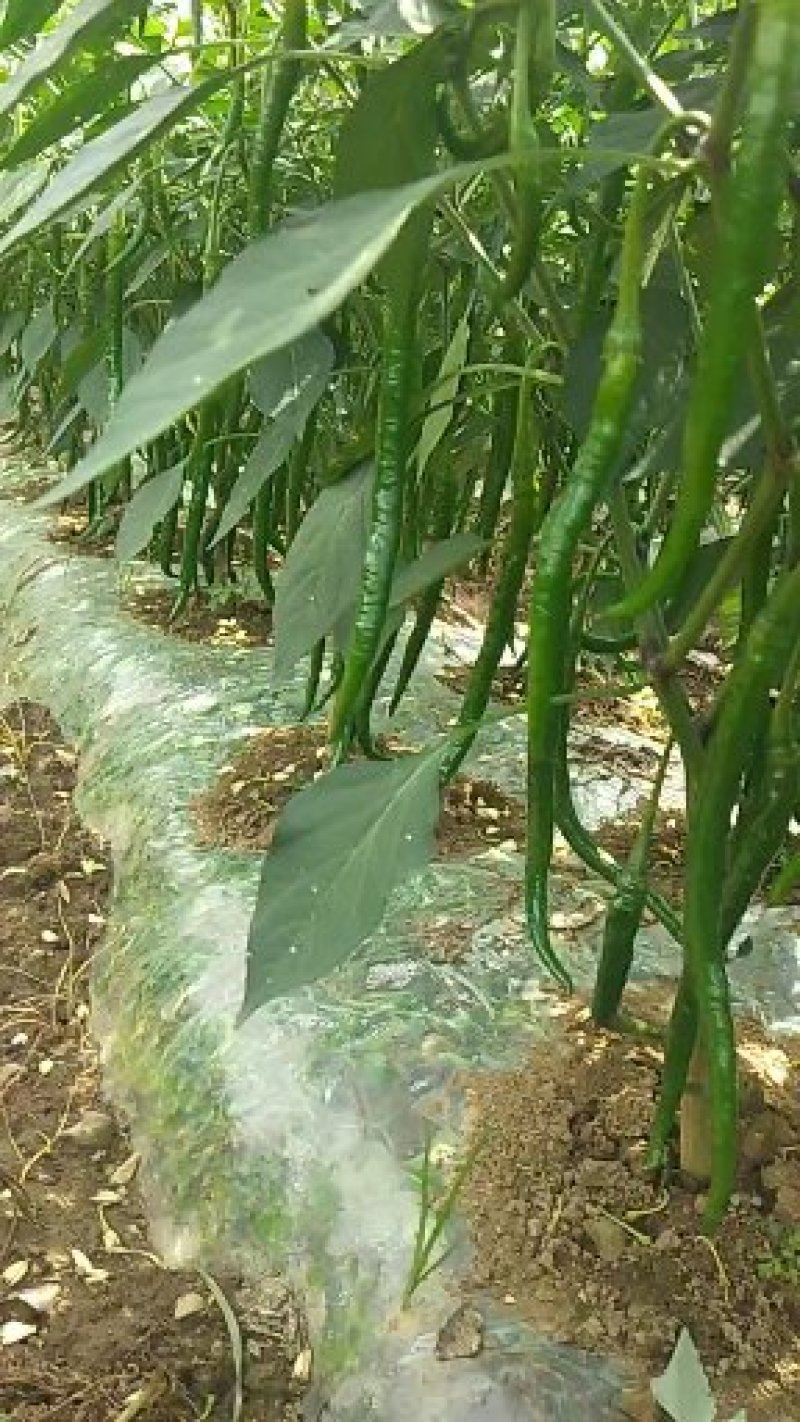鲜辣椒红椒量大有冷库一条龙服务