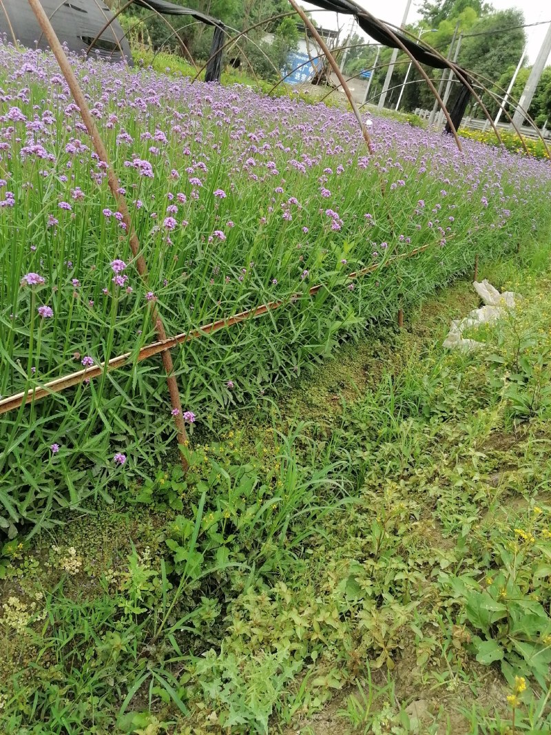 马鞭草小杯高20-50公分