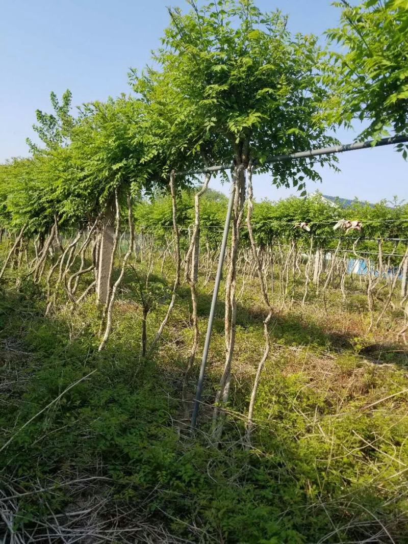 凌霄美国凌霄花苗花期