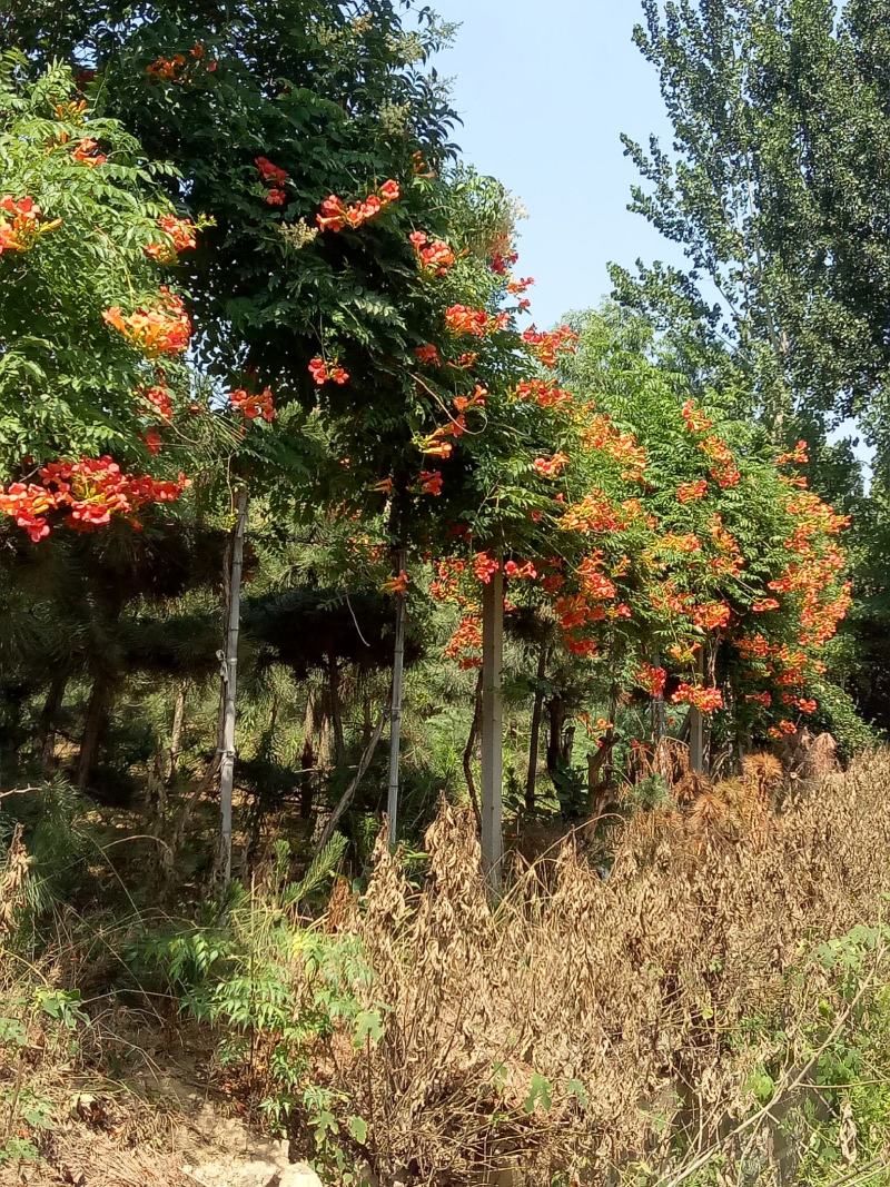 凌霄美国凌霄花苗花期