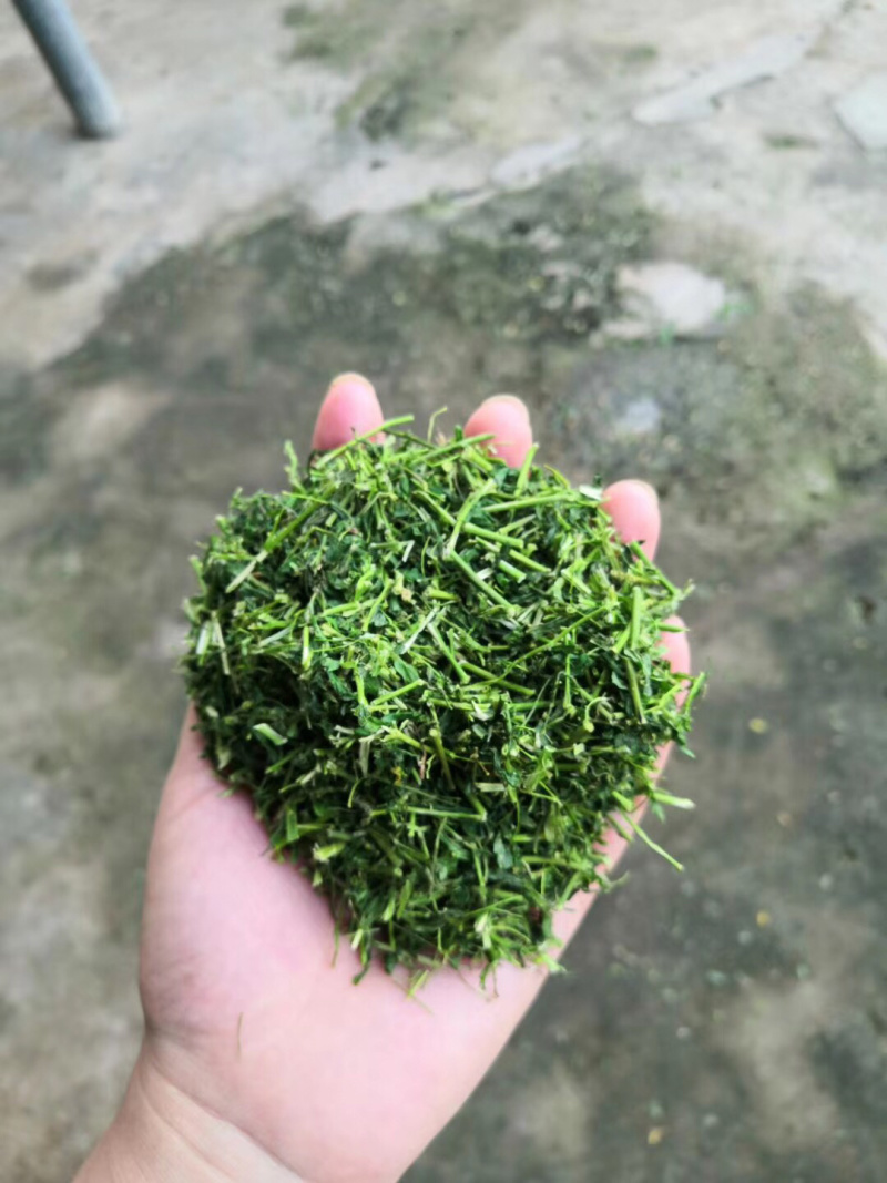 正品广西灵山县特产相思茶相思藤茶养生茶靓货