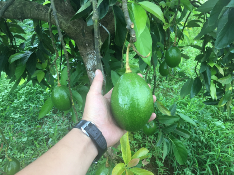 云南省高原精品哈斯牛油果