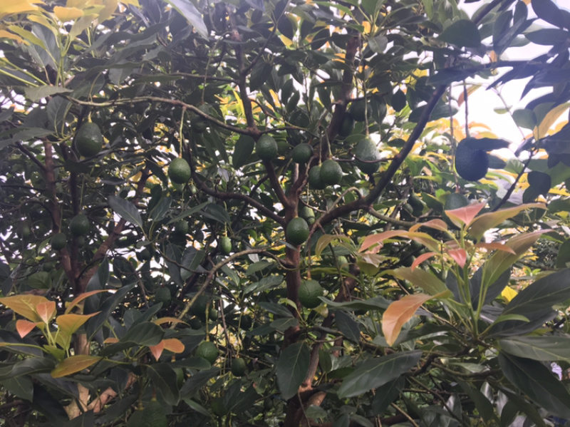 云南省高原精品哈斯牛油果