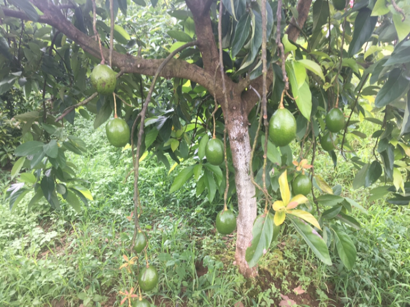 云南省高原精品哈斯牛油果