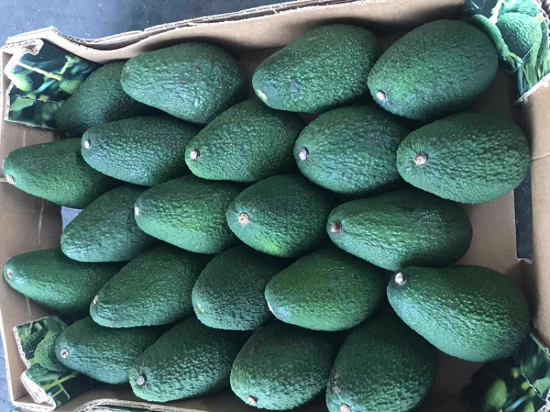 云南省高原精品哈斯牛油果