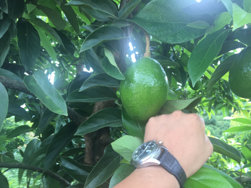 云南省高原精品哈斯牛油果