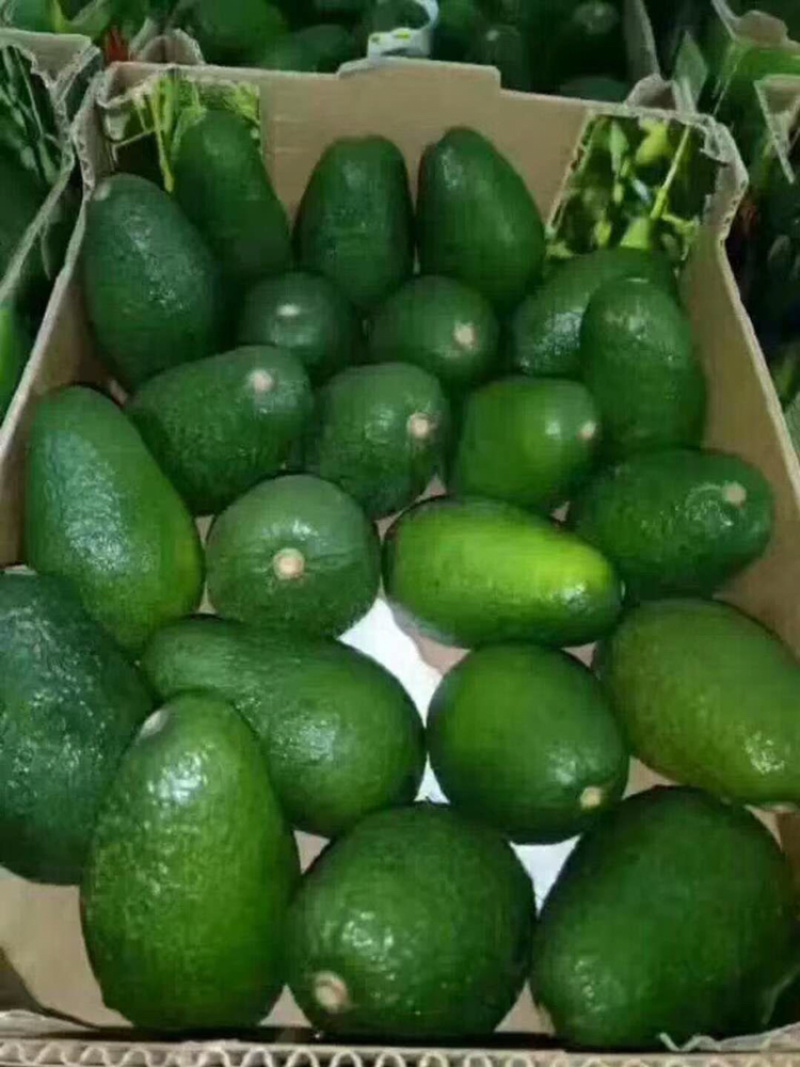云南省高原精品哈斯牛油果