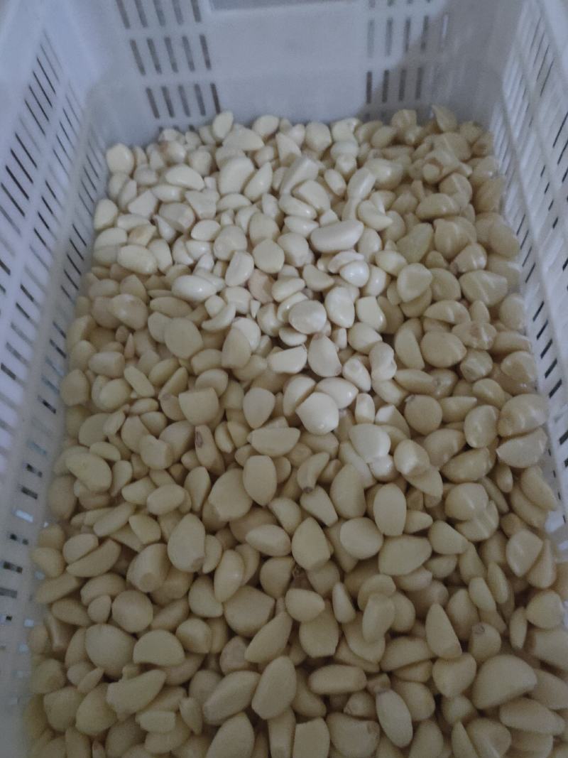 优质无芽保鲜蒜米双重筛选基地直供可视频看货选货