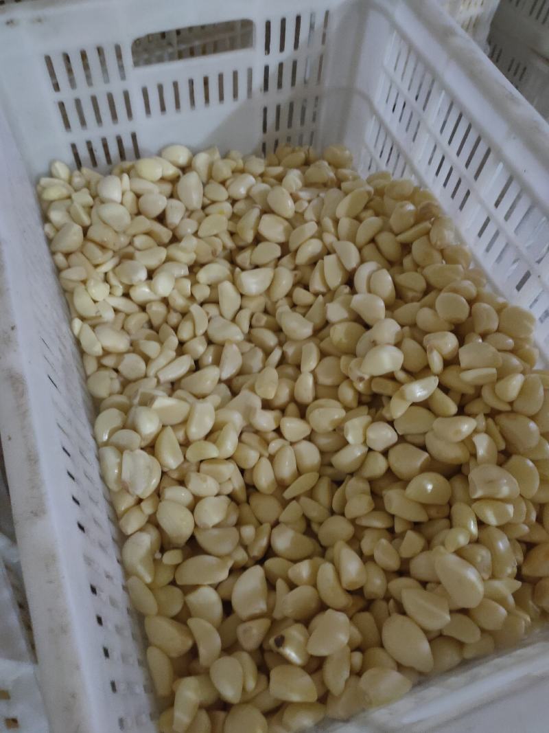 优质无芽保鲜蒜米双重筛选基地直供可视频看货选货