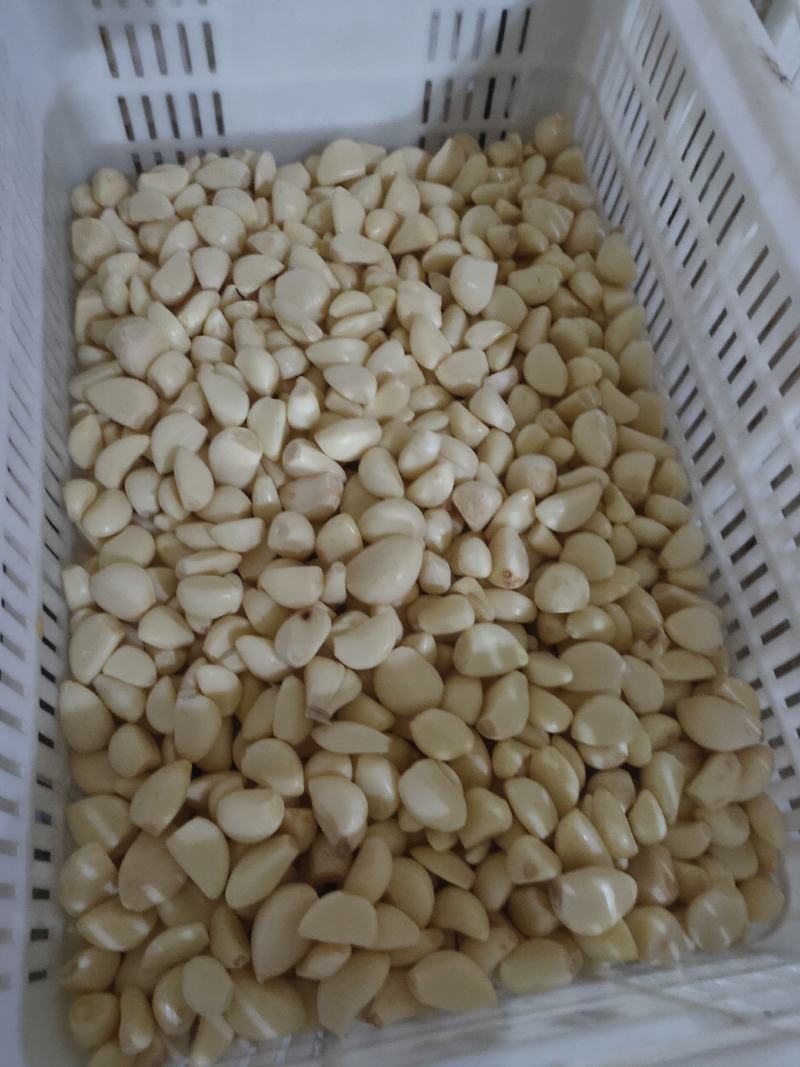 优质无芽保鲜蒜米双重筛选基地直供可视频看货选货