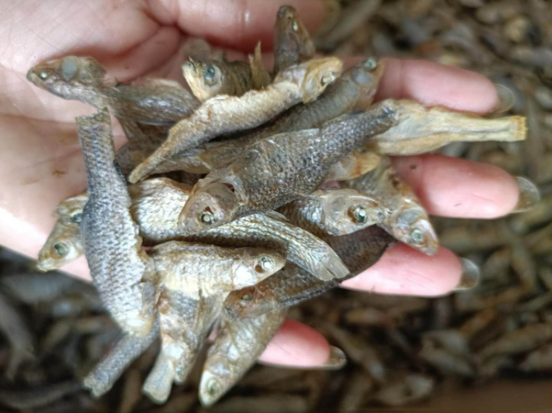 麦穗嫩子鱼水煮麦穗烘烤麦穗天然鱼干麦穗微盐