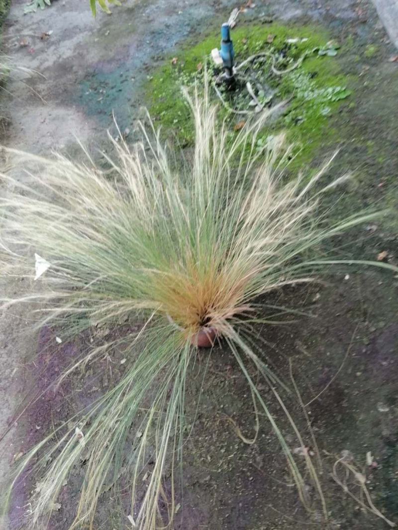 出售针茅，杯苗，高30-50公分，杯型多，批量供应