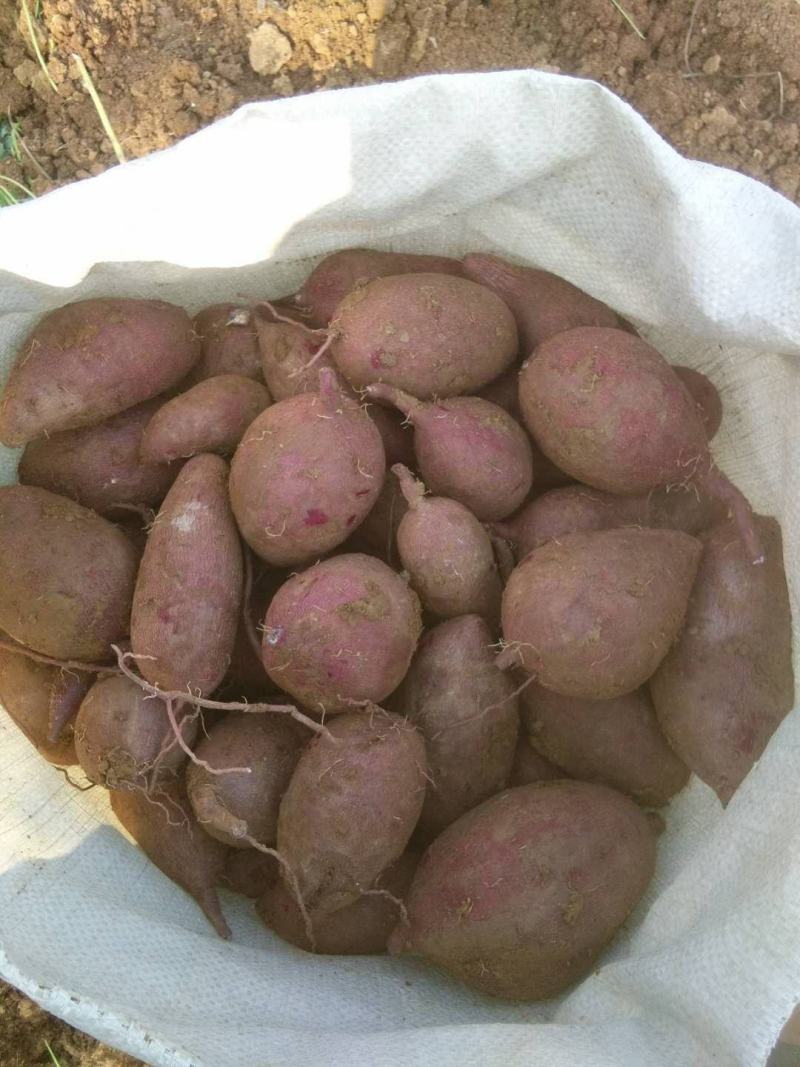【商超品质】粉糯紫薯粉糯紫罗兰口感香甜量大从优