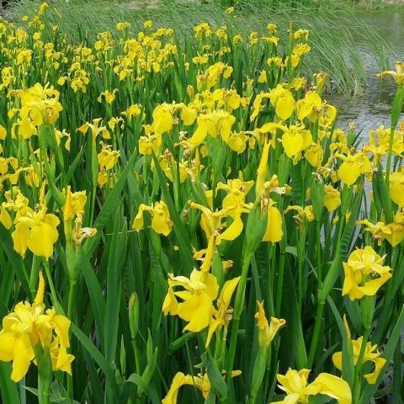黄花鸢尾种子黄菖蒲种子水生鸢尾宿根水培花卉景观绿化黄菖蒲