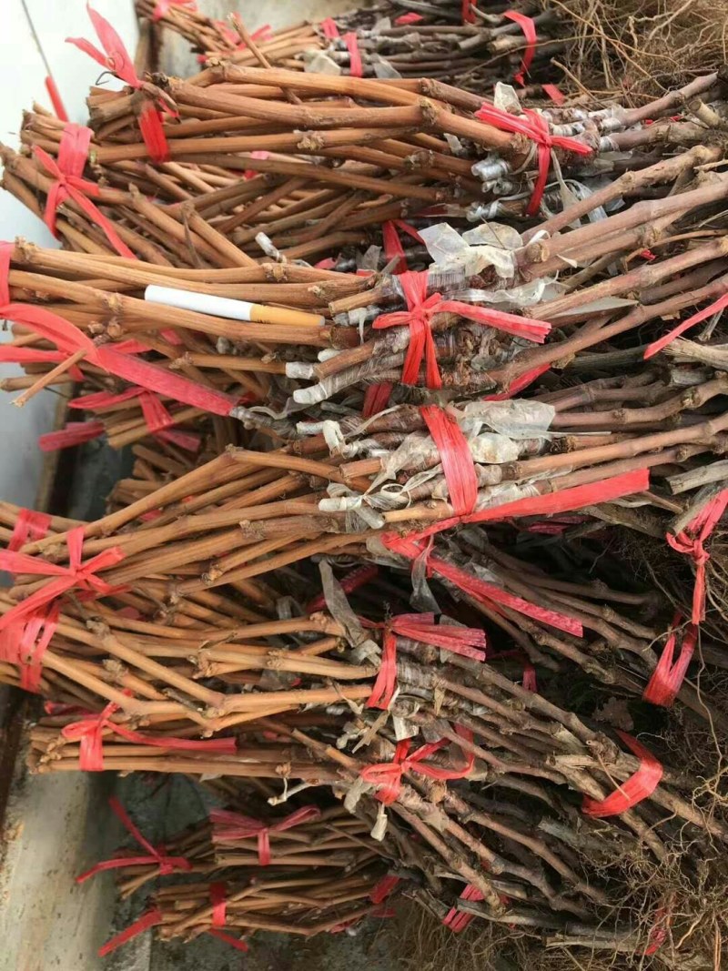红宝石，阳光十三红玫瑰，巨盛一号，深红无核，玉波二号三号