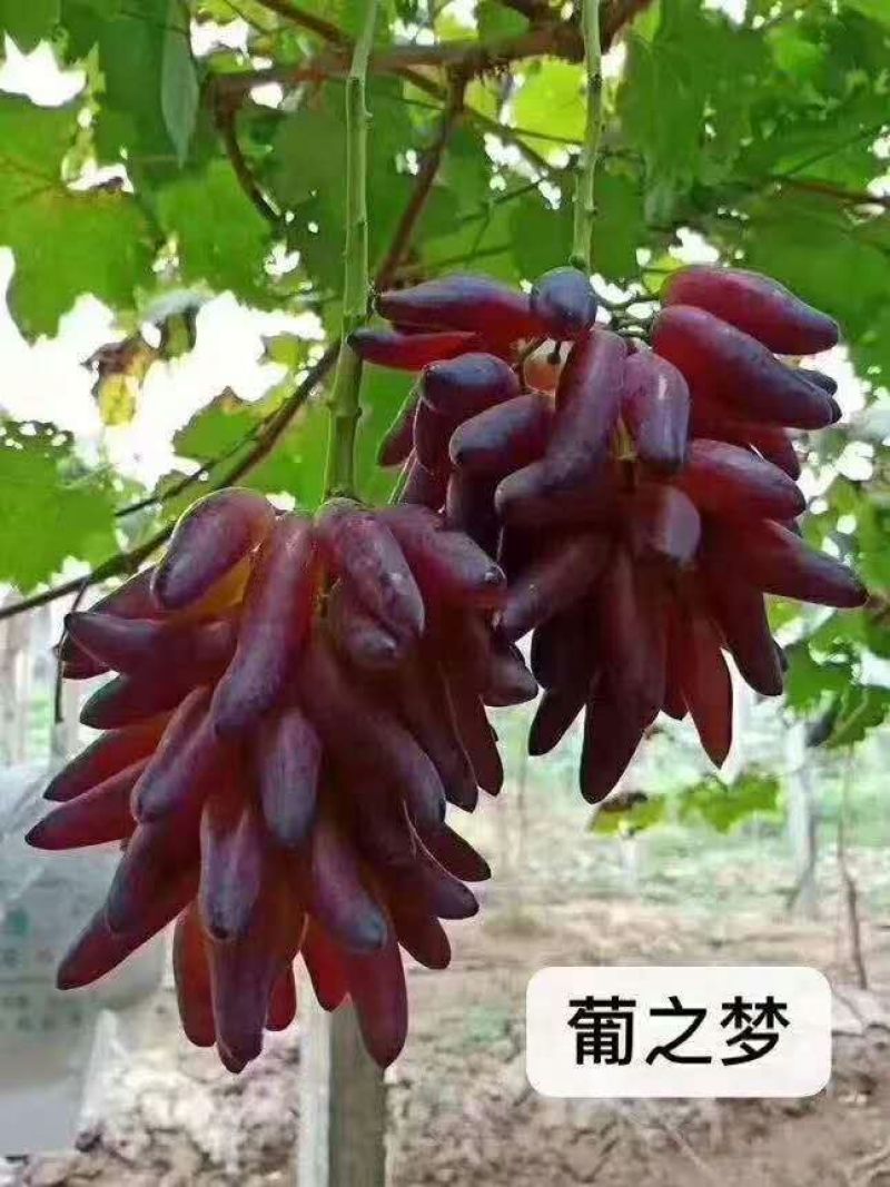 红宝石，阳光十三红玫瑰，巨盛一号，深红无核，玉波二号三号