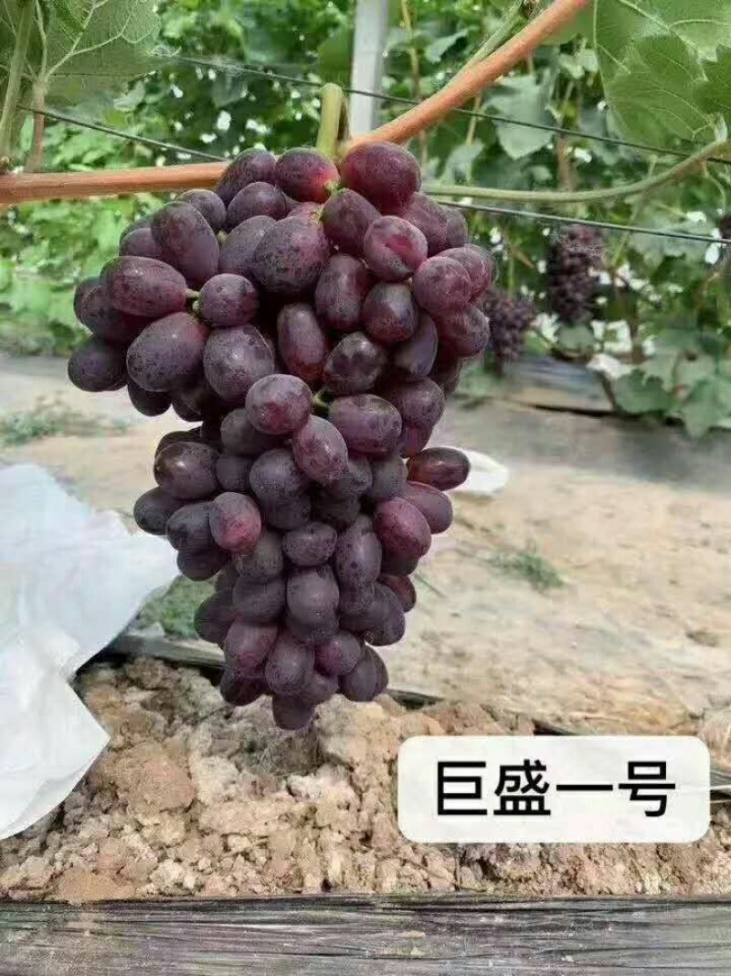 红宝石，阳光十三红玫瑰，巨盛一号，深红无核，玉波二号三号