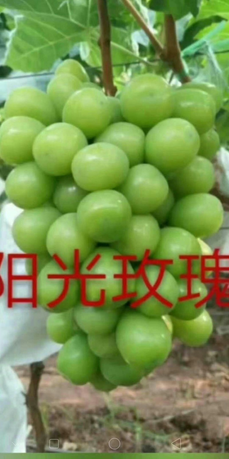 红宝石，阳光十三红玫瑰，巨盛一号，深红无核，玉波二号三号