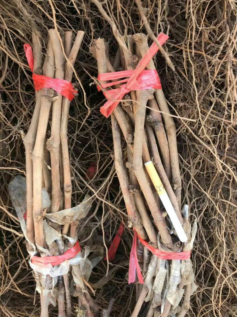 红宝石，阳光十三红玫瑰，巨盛一号，深红无核，玉波二号三号