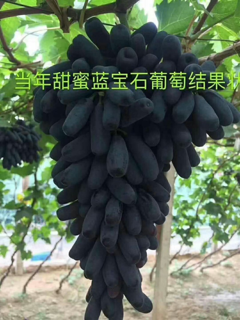 红宝石，阳光十三红玫瑰，巨盛一号，深红无核，玉波二号三号