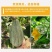 包邮商超品质新疆富硒金丝栗南瓜（丑瓜）软糯口感