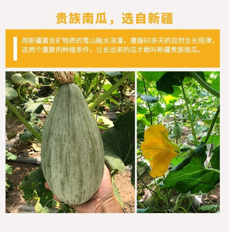 包邮商超品质新疆富硒金丝栗南瓜（丑瓜）软糯口感