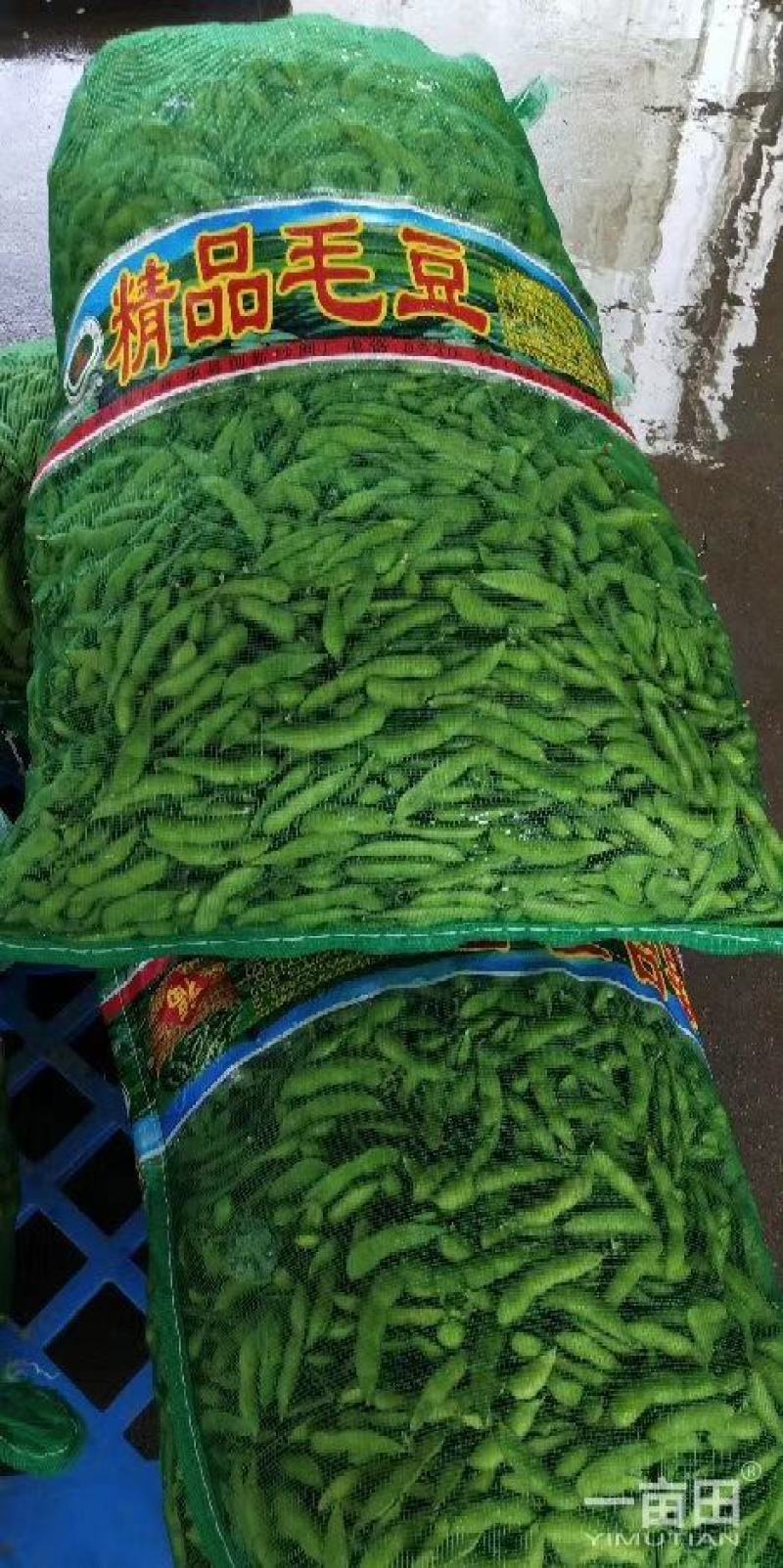 精品翠绿宝毛豆/价格便宜/质量杠杠/产地直销