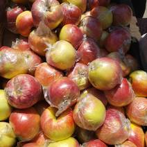 美八苹果，膜袋，口感脆甜，大量供应全国各地客户